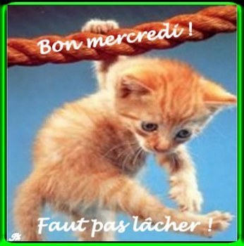 bonjour a tous