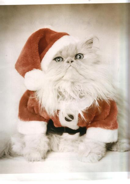 c'est le chat du père noel